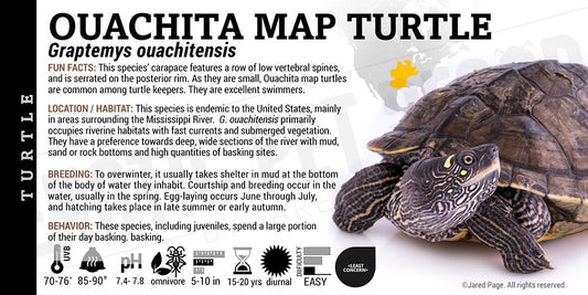 Graptemys ouachitensis 'Ouachita Map' Turtle