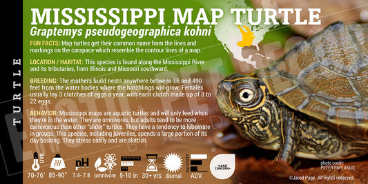 Graptemys pseudogeographica kohni 'Mississippi Map' Turtle