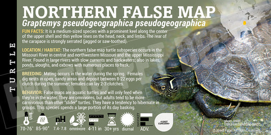 Graptemys pseudogeographica pseudogeographica 'Northern False Map' Turtle