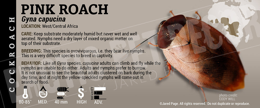 Roaches Label Gyna capucina 'Pink' Roach Cards and Enclosure Labels – Exotic Pet Decor