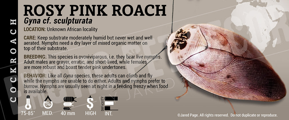 Roaches Label Gyna cf. sculpurata 'Rosy Pink' Roach Cards and Enclosure Labels ...