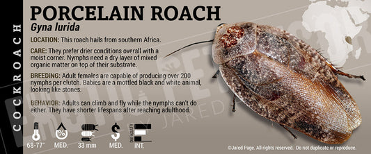 Gyna lurida 'Porcelain' Roach