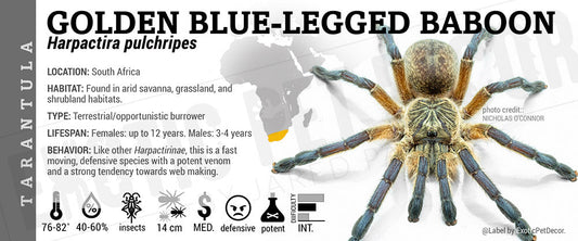 Harpactira pulchripes 'Golden Blue Legged Baboon' Tarantula