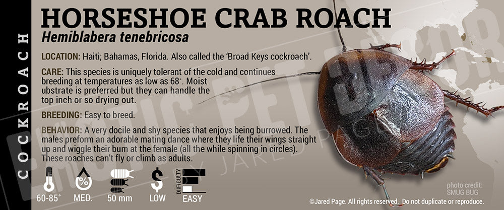 Roaches Label Hemiblabera tenebricosa 'Horseshoe Crab' Roach Cards and Enclosure ...