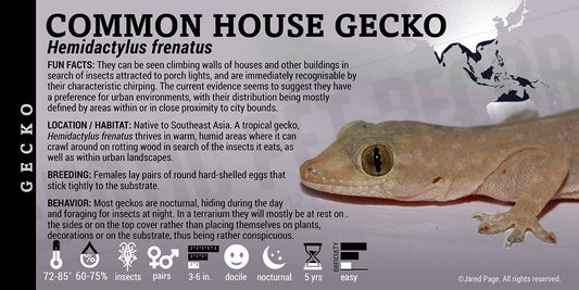 Hemidactylus frenatus 'Common House' Gecko