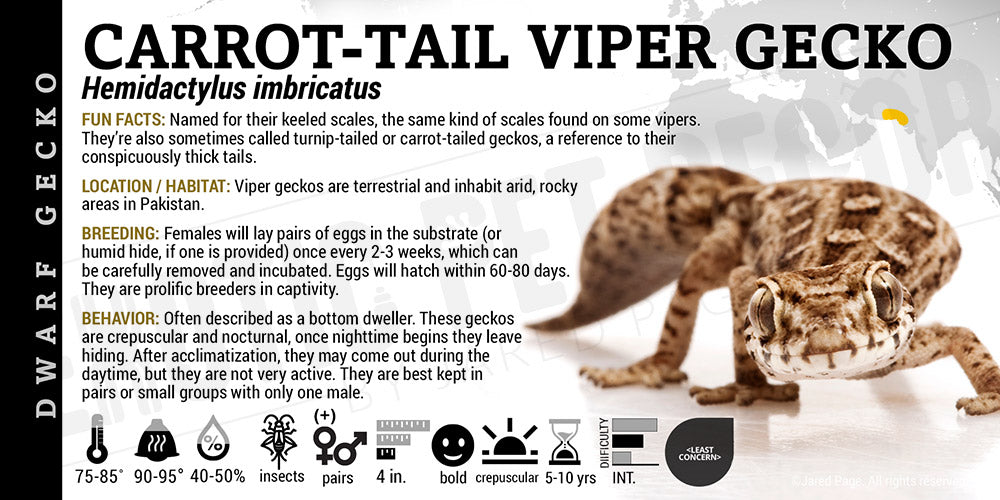 Hemidactylus imbricatus 'Viper Carrot Tail' Gecko