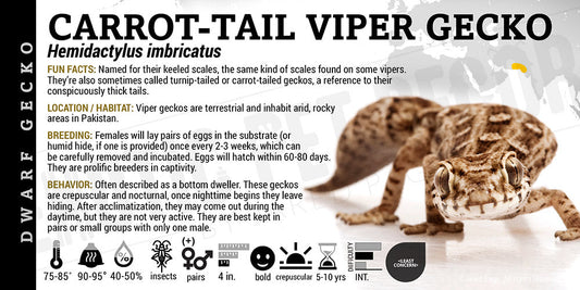Hemidactylus imbricatus 'Viper Carrot Tail' Gecko