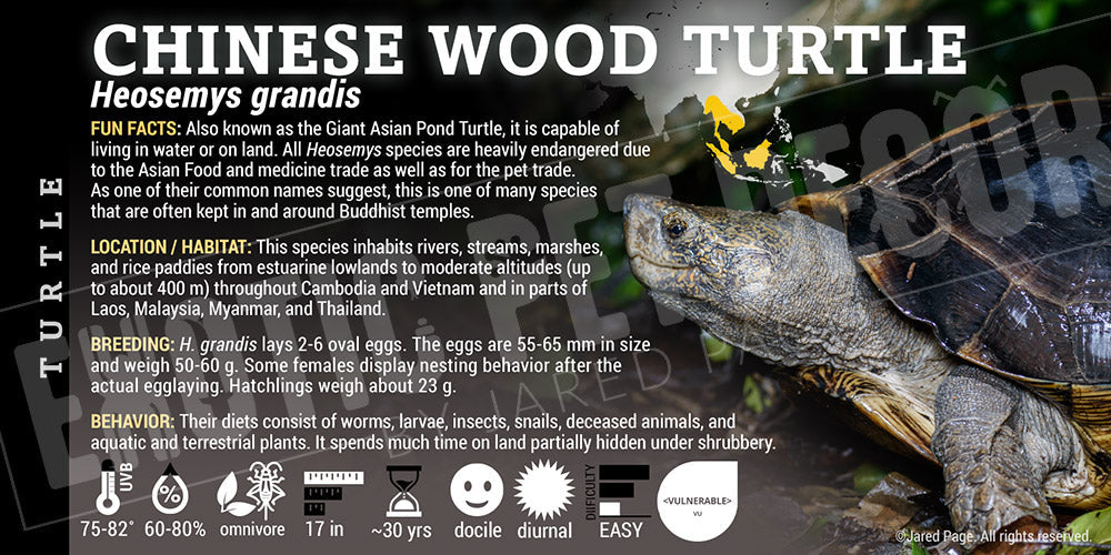 Heosemys grandis 'Chinese Wood' Turtle