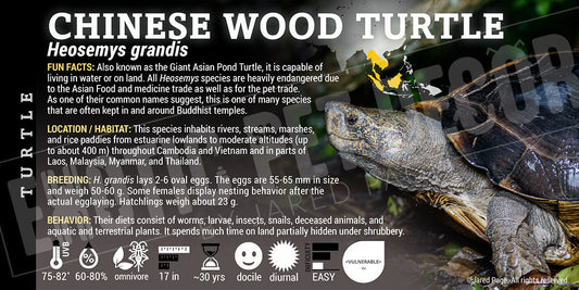 Heosemys grandis 'Chinese Wood' Turtle