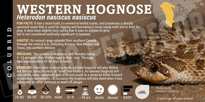 Heterodon nasiscus nasiscus 'Western Hognose' Snake