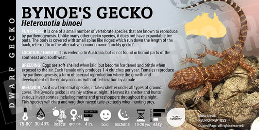 Heteronotia binoei 'Bynoe's' Gecko
