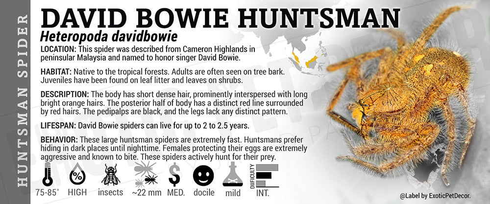 Heteropoda davidbowie 'David Bowie Huntsman' Spider