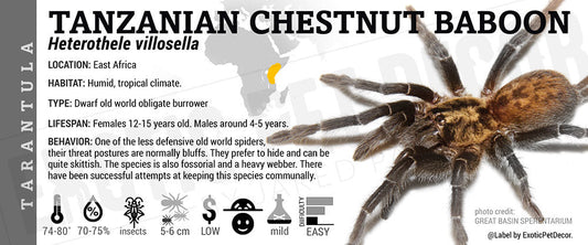 Heterothele villosella 'Tanzanian Chestnut Baboon' Tarantula