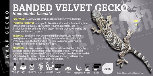 Homopholis fasciata 'Banded Velvet' Gecko