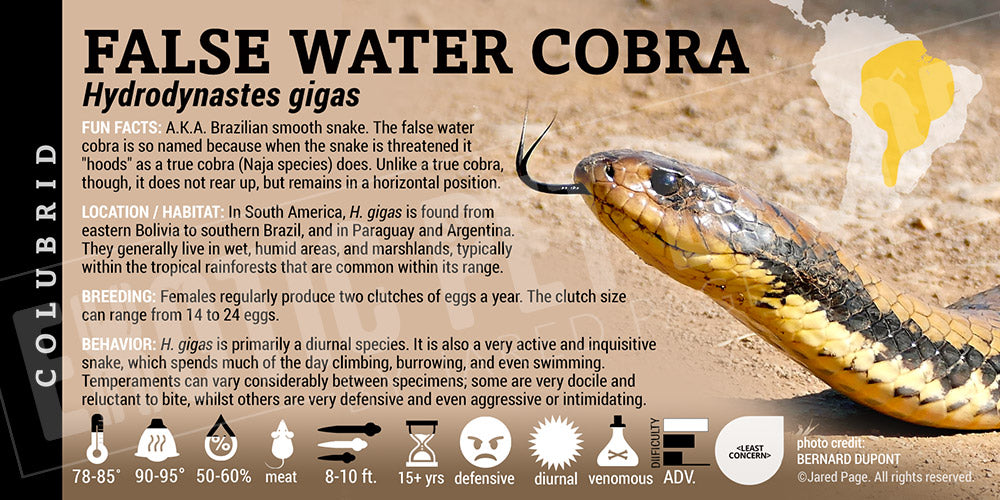 Hydrodynastes gigas 'False Water' Cobra Cards and Enclosure Labels ...