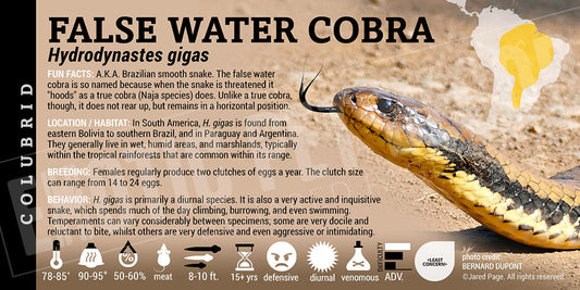 Hydrodynastes gigas 'False Water' Cobra