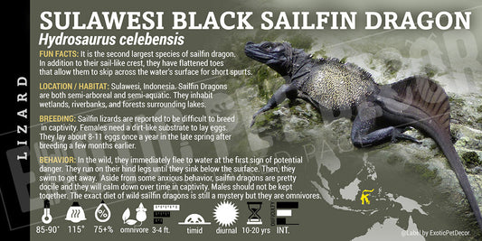 Hydrosaurus celebensis 'Sulawesi Black Sailfin' Lizard