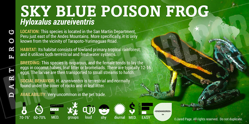 Hyloaxis azuriventris 'Sky Blue Poison Dart Frog' Card