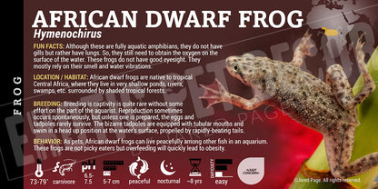 Hymenochirus 'African Dwarf' Frog