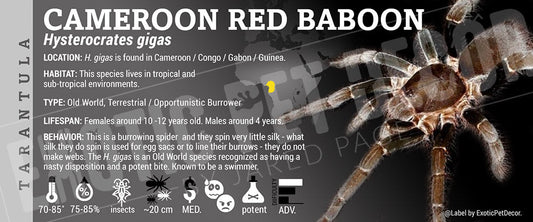 Hysterocrates gigas 'Cameroon Red Baboon' Tarantula