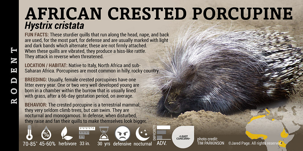 Hystrix cristata 'African Crested Porcupine'