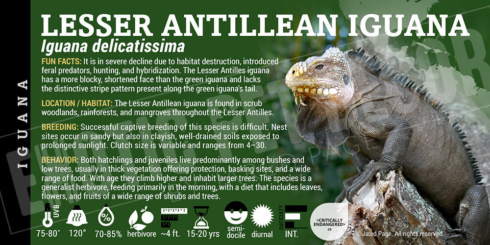 Iguana delicatissima 'Lesser Antillean' Iguana Cards and Enclosure ...