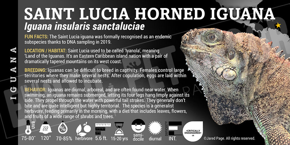 Iguana insularis 'St Lucia' Iguana Cards and Enclosure Labels β Exotic ...