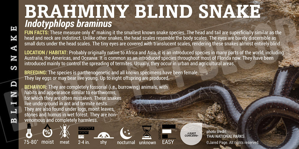Indotyphlops braminus brahminy 'Blind' Snake