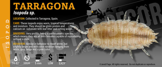 Isopoda sp 'Tarragona' isopod label