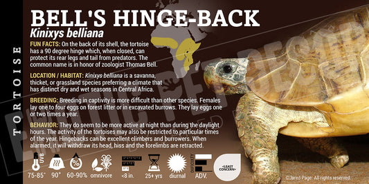 Kinixys belliana 'Bell's Hinge Back' Tortoise
