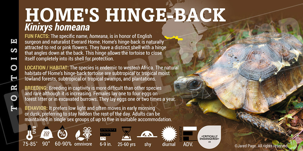 Kinixys homeana 'Home's Hinge Back' Tortoise Cards and Enclosure Labels ...