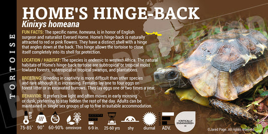 Kinixys homeana 'Home's Hinge Back' Tortoise