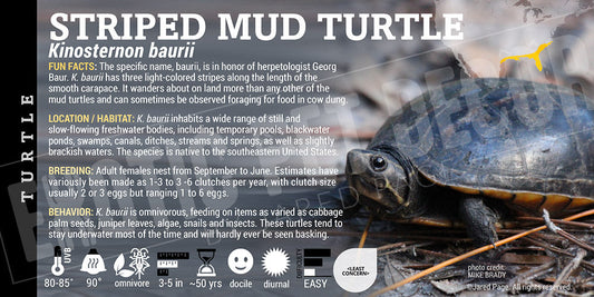Kinosternon baurii 'Striped Mud' Turtle