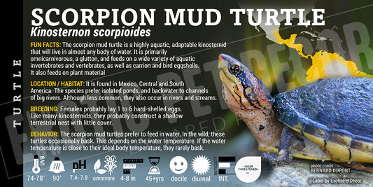 Kinosternon scorpioides 'Scorpion Mud' Turtle