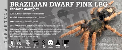 Kochiana brunnipes 'Brazilian Dwarf Pink Leg' Tarantula