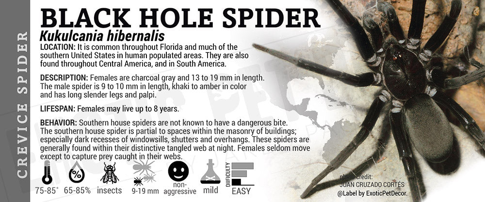 Kukulcania hibernalis 'Black Hole' Spider