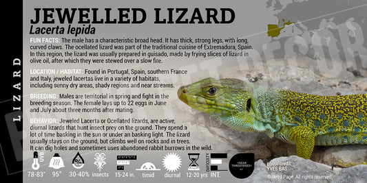 Lacerta lepida 'Jewelled Lizard'
