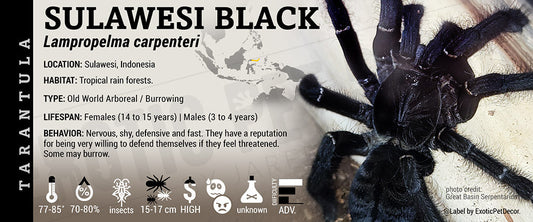 Lampropelma carpenteri 'Sulawesi Black' Tarantula