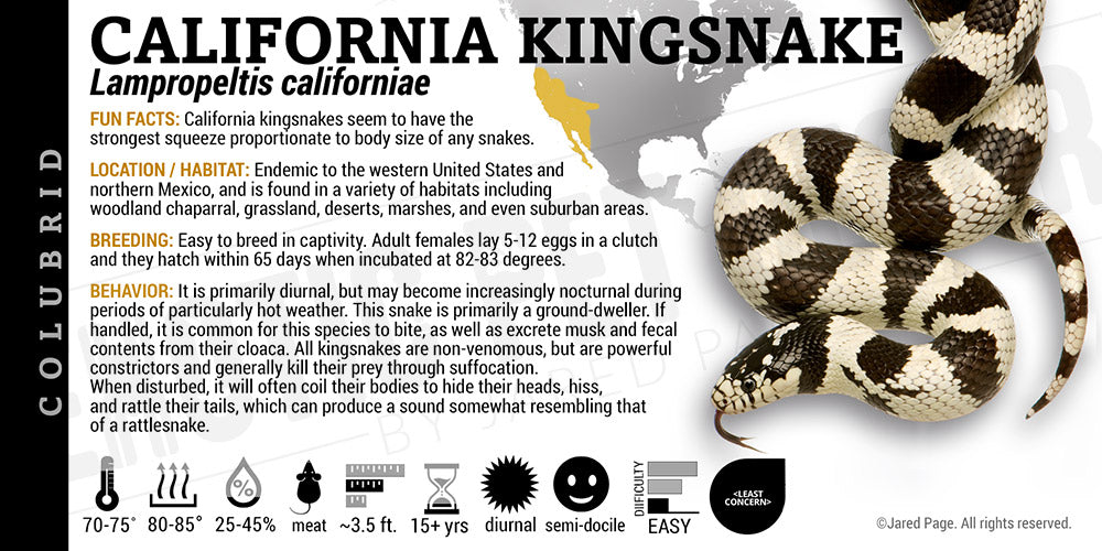 Lampropeltis californiae 'California Kingsnake'
