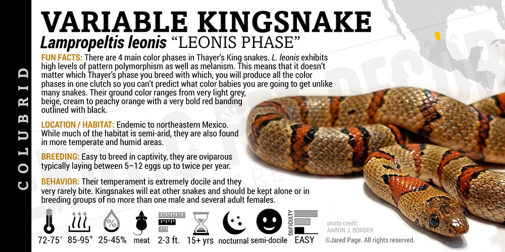 Lampropeltis leonis 'Leonis Variable Kingsnake'