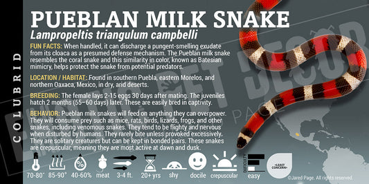 Lampropeltis triangulum campbelli 'Pueblan Milksnake'