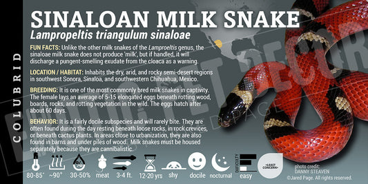 Lampropeltis triangulum sinaloae 'Sinaloan Milksnake'