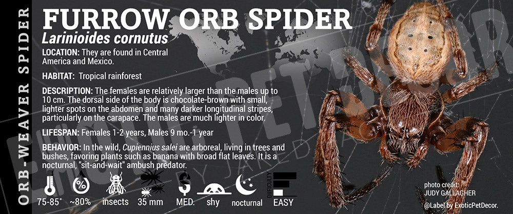 Larinioides cornutus 'Furrow Orbweaver'