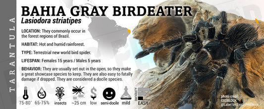 Lasiodora striatipes 'Bahia Gray Birdeater' Tarantula