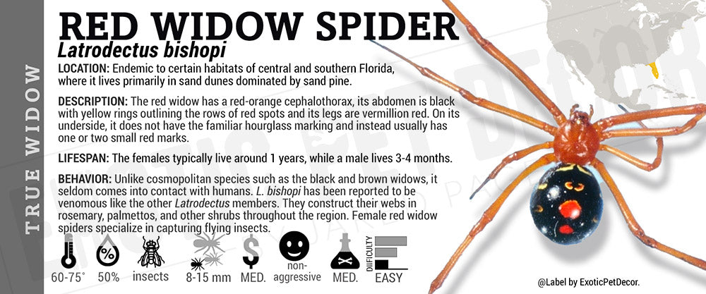 Latrodectus bishopi 'Red Widow' Spider