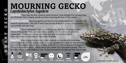 Lepidodactylus lugubris 'Mourning' Gecko