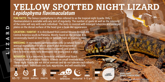 Lepidophyma flavimaculatum 'Yellow Spotted Night' Lizard