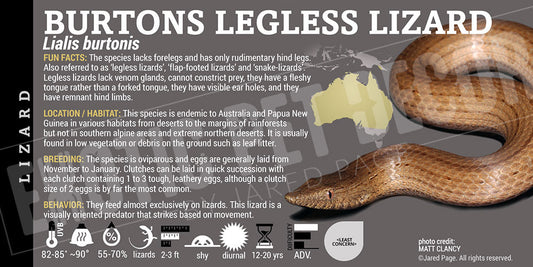 Lialis burtonis 'Burton's Legless' Lizard