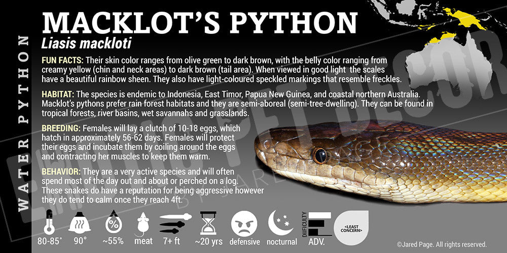 Liasis mackloti 'Macklot's' Python Cards and Enclosure Labels – Exotic ...