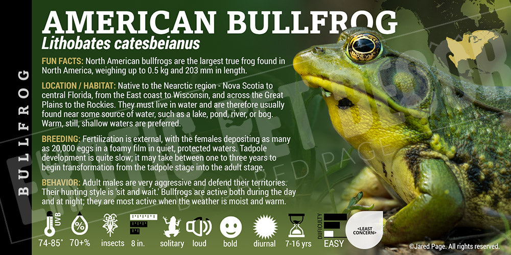 Lithobates catesbeianus 'American Bullfrog' Cards and Enclosure Labels ...